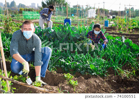 Man in protective mask weeds green lettuce on the farm field Man in protective mask weeds green lettuce on the farm field 74100551