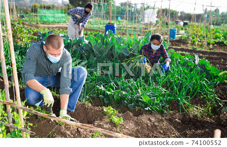 Amateur gardener in protective mask spudding young greens in vegetable garden Amateur gardener in protective mask spudding young greens in vegetable garden 74100552