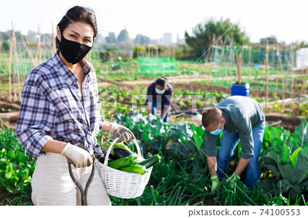 Asian woman in protective mask gathering crop of vegetables Asian woman in protective mask gathering crop of vegetables 74100553