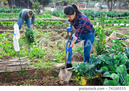 Focused woman digging soil with shovel in vegetable garden Focused woman digging soil with shovel in vegetable garden 74100555