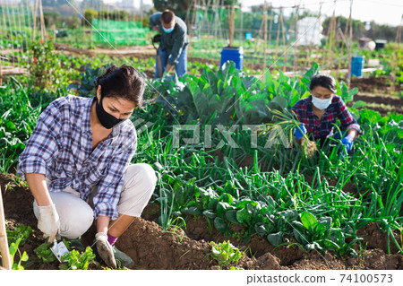 Female gardener in protective mask working in vegetable garden Female gardener in protective mask working in vegetable garden 74100573