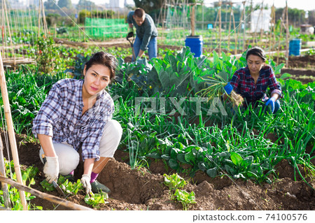 Portrait woman of farmer near garden bed 74100576