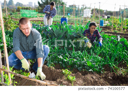Interested young man working in small vegetable garden Interested young man working in small vegetable garden 74100577