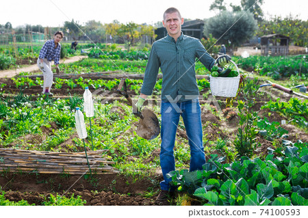 Amateur gardener carrying vegetable harvest in kitchen garden Amateur gardener carrying vegetable harvest in kitchen garden 74100593