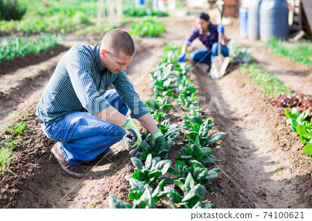 Adilt man caring for plants in garden 74100621