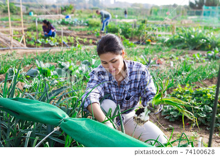 Woman farmer harvesting green onions on field Woman farmer harvesting green onions on field 74100628