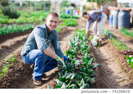 Man weeds green spinach on farm field Man weeds green spinach on farm field 74100629