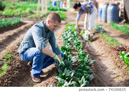 Man weeds green spinach on farm field 74100635