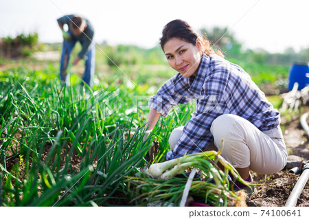 Woman farmer harvesting green onions on field Woman farmer harvesting green onions on field 74100641