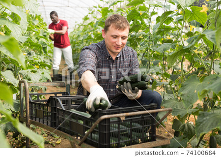 Farmer harvesting cucumbers Farmer harvesting cucumbers 74100684