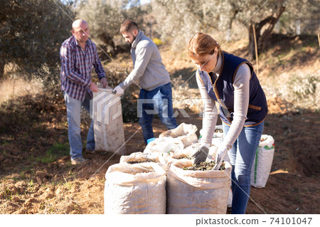 Farmer family checking harvested olives in sacks Farmer family checking harvested olives in sacks 74101047