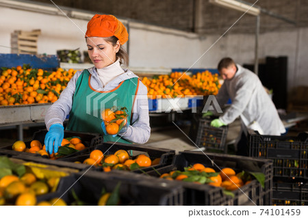 Warehouse employee sorts ripe shops Warehouse employee sorts ripe shops 74101459