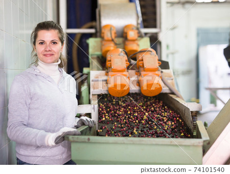 Woman controlling transfer of olives by conveyor Woman controlling transfer of olives by conveyor 74101540