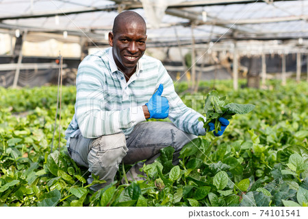 Satisfied farmer checking seedlings of Malabar spinach Satisfied farmer checking seedlings of Malabar spinach 74101541