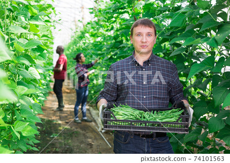 Farmer showing rich harvest of ripe green beans in greenhouse Farmer showing rich harvest of ripe green beans in greenhouse 74101563