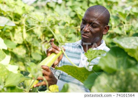 Skilled farmer checking harvest of zucchini Skilled farmer checking harvest of zucchini 74101564