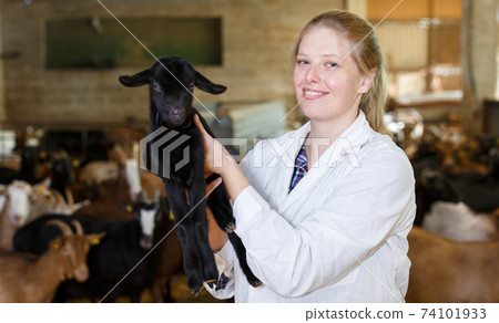 Woman veterinarian looking after little goats Woman veterinarian looking after little goats 74101933