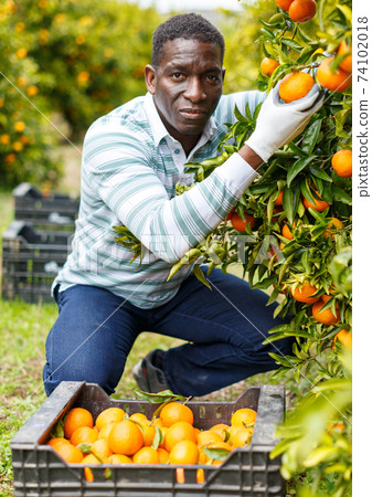 Afro male worker picking mandarins Afro male worker picking mandarins 74102018