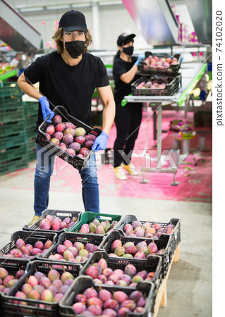 Man worker in mask and gloves working with fresh tropical mango during packaging at warehouse 74102020