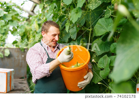 Worker harvesting fresh squash Worker harvesting fresh squash 74102178