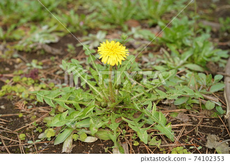 Cottonweed 74102353