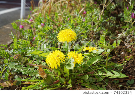 西洋蒲公英 74102354