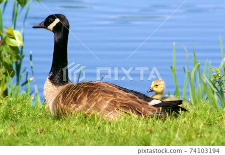 Canada goose parent birds and chicks resting on the lakeside grass 74103194