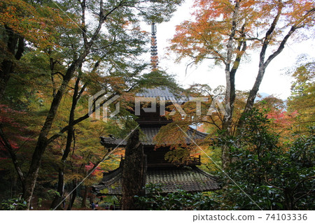 Autumn leaves scenery of Kogenji Temple in Tamba [Hyogo Prefecture] 74103336