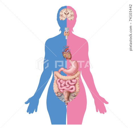 解釋甲狀腺功能減退的醫學插圖 74103442