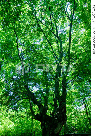 Fresh green beech forest Agarikodaio 74104152