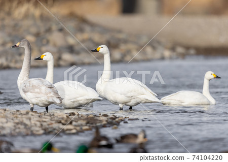 Tundra swan / swan / young bird / flock Tundra swan / swan / young bird / flock 74104220