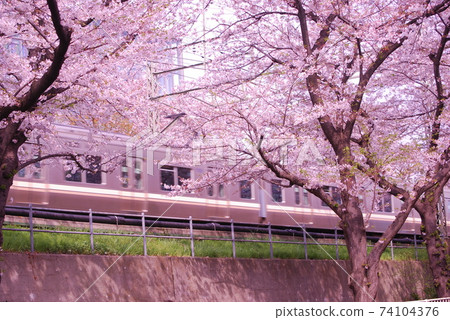 櫻花樹和火車 櫻花樹和火車 74104376