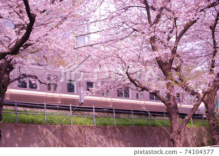 高道堂焚燒廠櫻花和井之頭線附近 高道堂焚燒廠櫻花和井之頭線附近 74104377