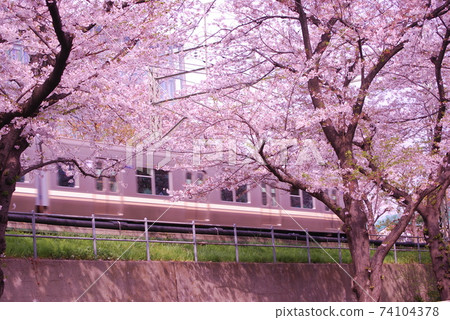 井之頭線和櫻花 井之頭線和櫻花 74104378