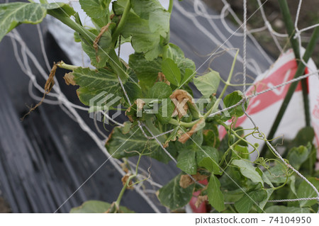 New leaves of frostbite snack peas 74104950