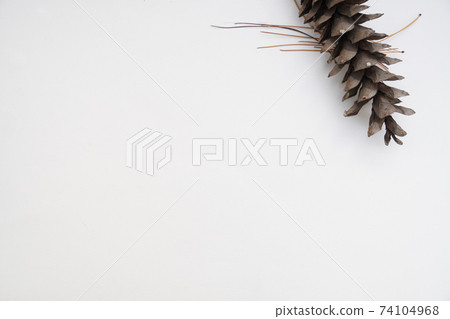 Pine cones on a white background Pine cones on a white background 74104968