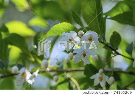 自我花 自我花 74105209