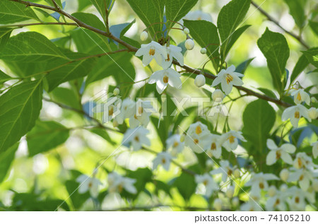 自我花 自我花 74105210