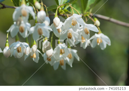 自我花 自我花 74105213