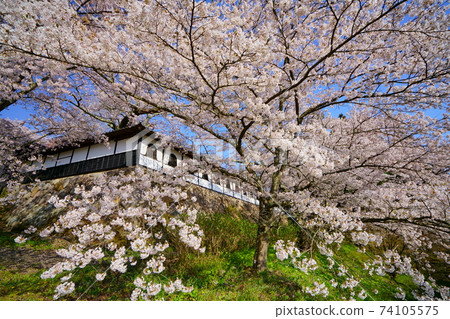 Cherry blossoms in full bloom on the white wall of Kokugonji Temple in Nakano City, Shinshu 74105575