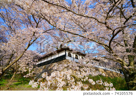 Shinshu Nakano City Cherry Blossom Teratani Goji Cherry Blossoms in full bloom 74105576