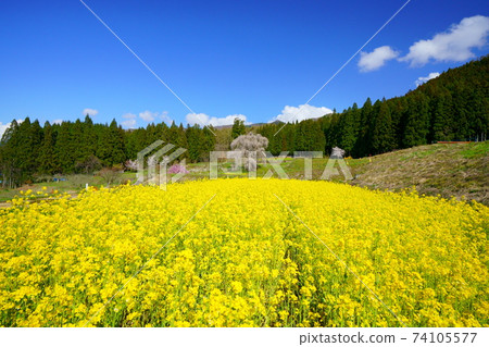 Shinshu Takayama Village Rape field in full bloom overwater weeping cherry blossoms 74105577