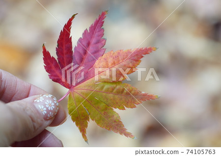 A maple leaf held by hand A maple leaf held by hand 74105763