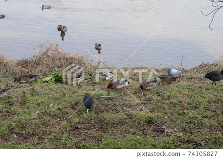 野鴨，老傻瓜，原鴿（鴿子）在冬天在河裡游泳，在河床上尋找食物 74105827