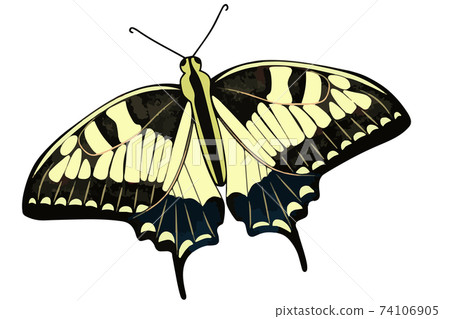 Lemongrass butterfly close up. Vector butterflies in yellow color. Insect isolated . Lemongrass butterfly close up. Vector butterflies in yellow color. Insect isolated . 74106905