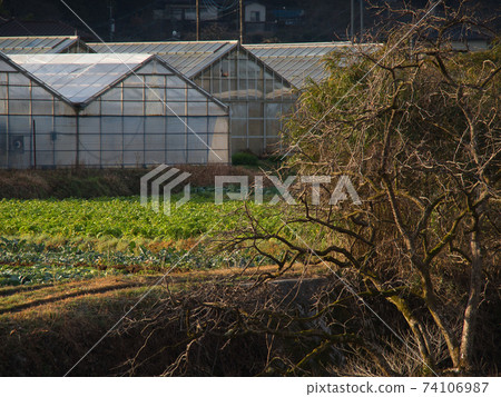 Tabata illuminated by the morning sun 74106987