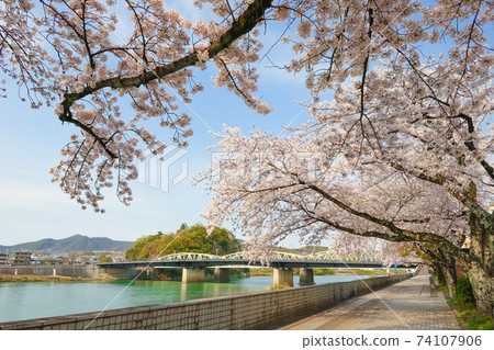 Sakura on the Kiso River promenade <Inuyama City, Aichi Prefecture> 74107906