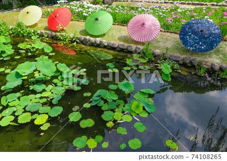 德川園,鳶尾花和日本雨傘<愛知縣名古屋市> 德川園,鳶尾花和日本雨傘<愛知縣名古屋市> 74108265