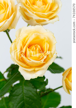 Spray rose "Sara" 74108570