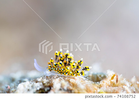 Minimal sea cow 74108752